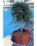 Ялівець горизонтальний Вілтоні (штамб) | Можжевельник горизонтальный Вилтони (штамб) | Juniperus horizontalis Wiltonii (shtamb)